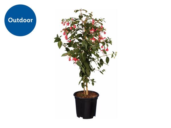 Standard Fuchsia