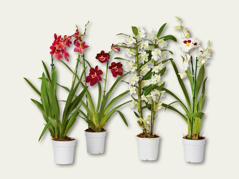 Orchidées (dès 15.9.)