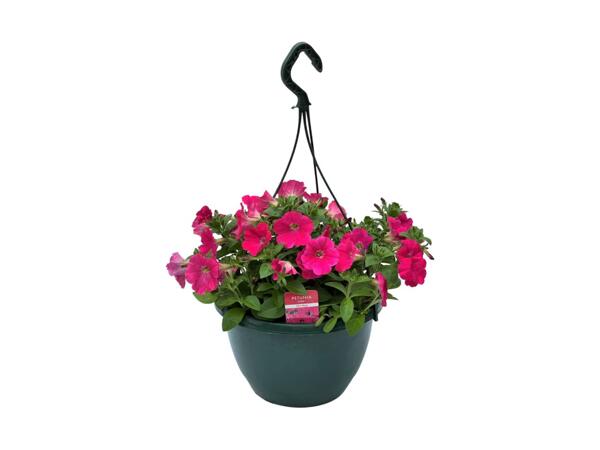 Flowering Hanging Baskets