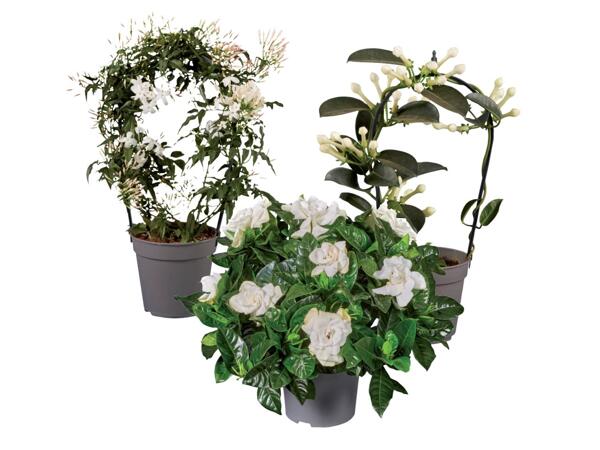 Stephanotis, jasmine or gardenia