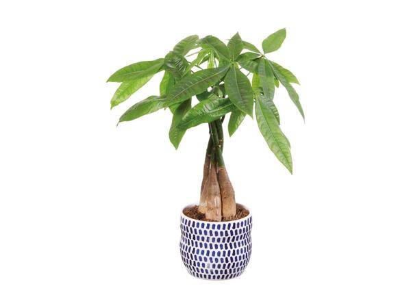 Indoor Plant in Blue Ceramic Pot