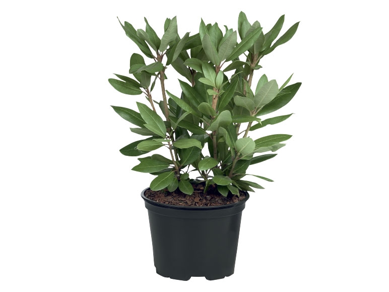 Rhododendron