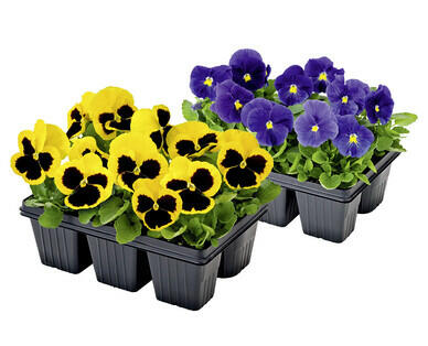 VIOLE