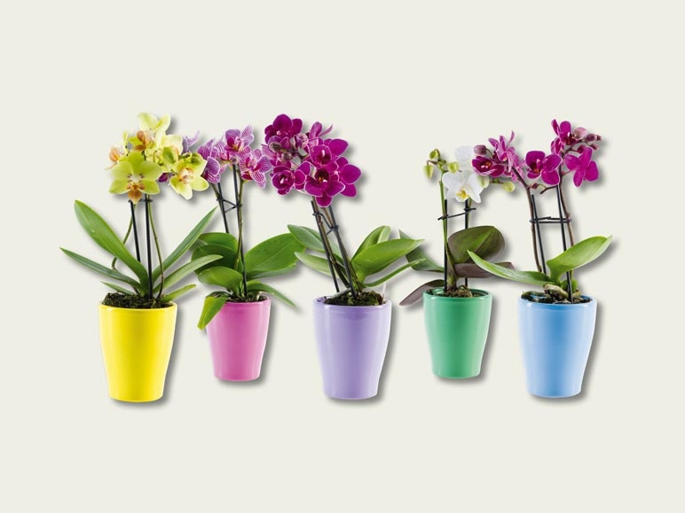 Mini phalaenopsis dans un pot en céramique (dès 29.9.)