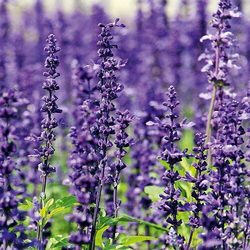 Lavendel