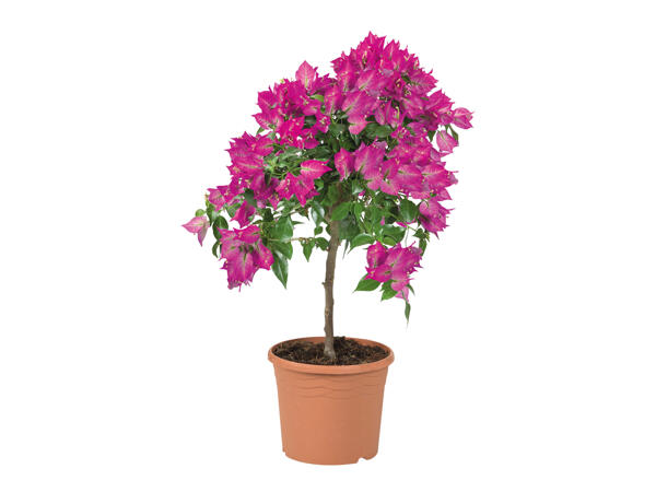 Bougainvillea