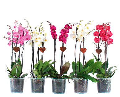 PHALAENOPSIS XXL