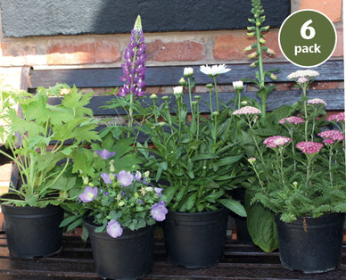 Perennials