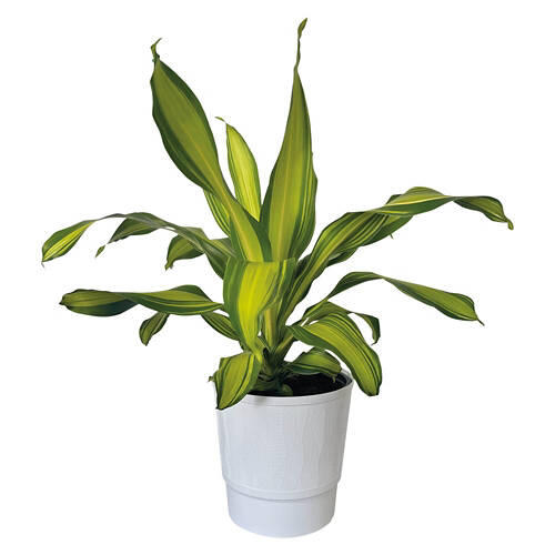 10" Assorted Foliage