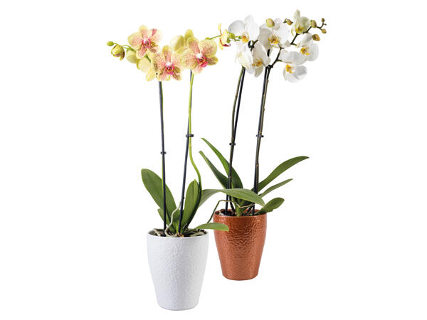 Orchidee 2-Trieber im Keramiktopf