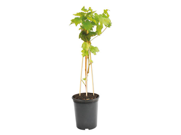 Vindrueplante
