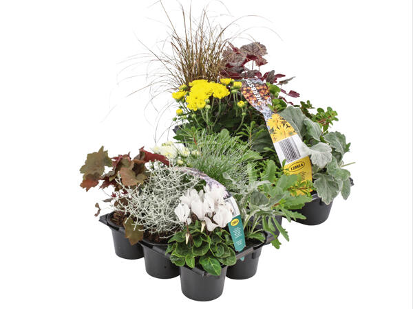 Herbstpflanzen, 6er Tray