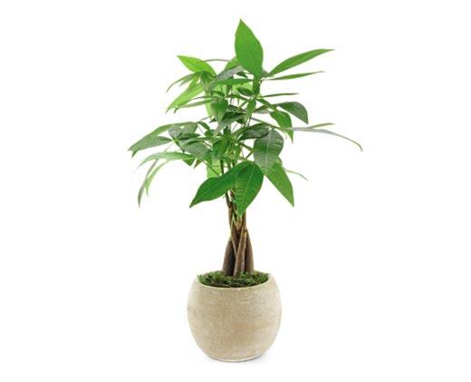 5" Exotic Plant Assorted Varieties