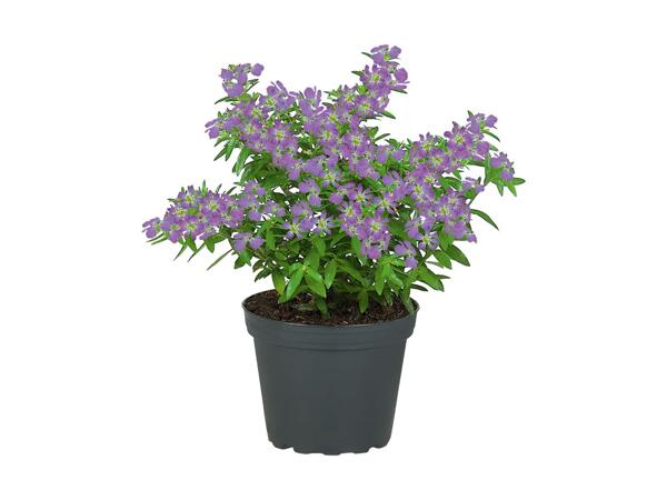 Spring Mix