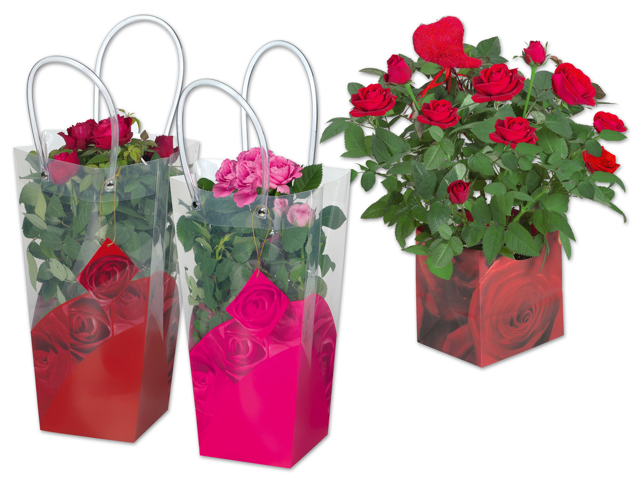 Topfrose