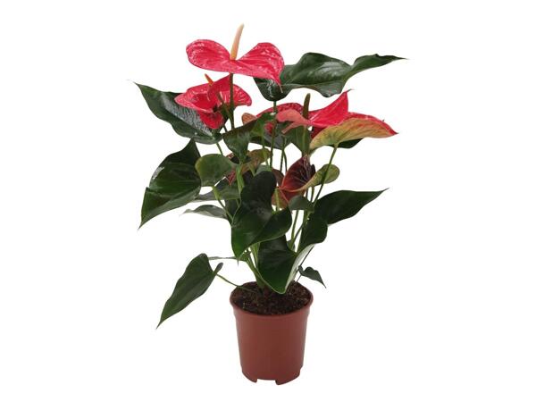 Anthurium Andreanum