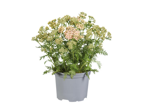 Tausendblatt (Achillea)