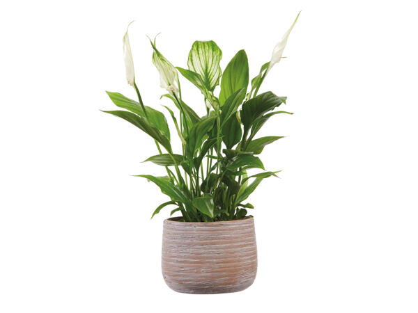 Spathiphyllum in Ceramic