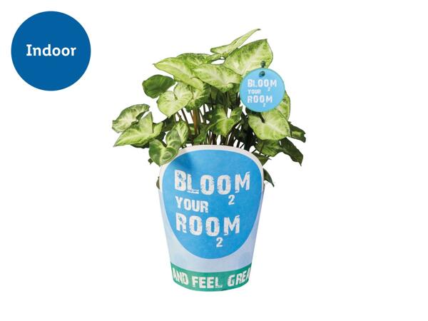Green Plants 'Bloom your Room'