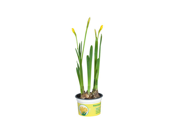 Potted Daffodils