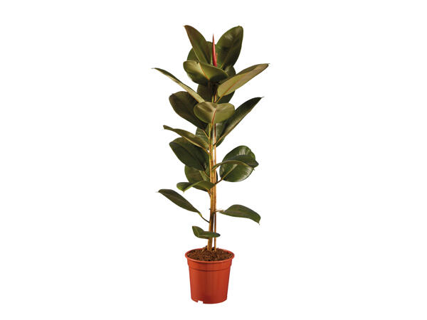 Large Green Houseplants
