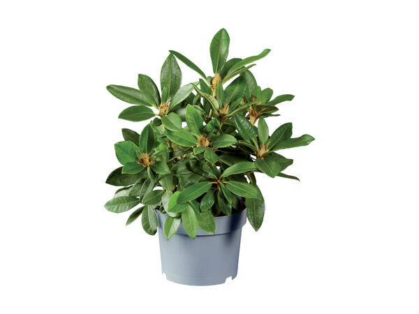 Rhododendron