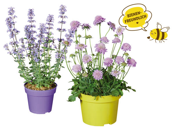 Bienen- und Schmetterlingsstaude 13 cm