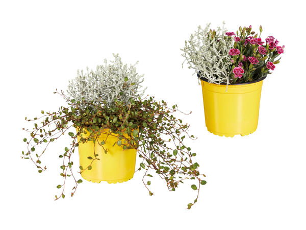 Calocephalus et dianthus