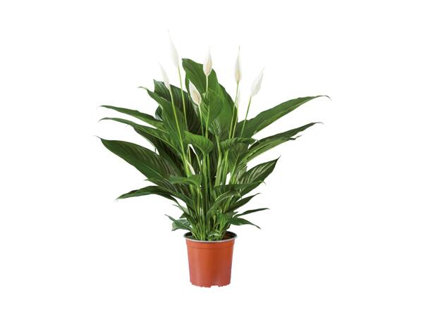Large Peace Lily