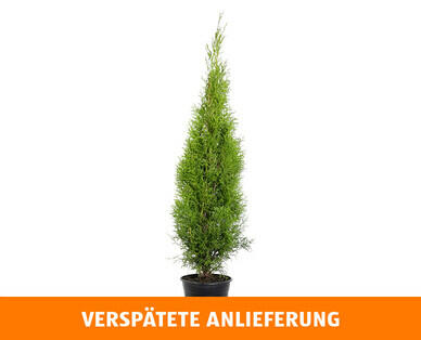 THUJA SMARAGD