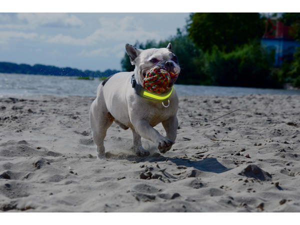 Assorted Dog Toys