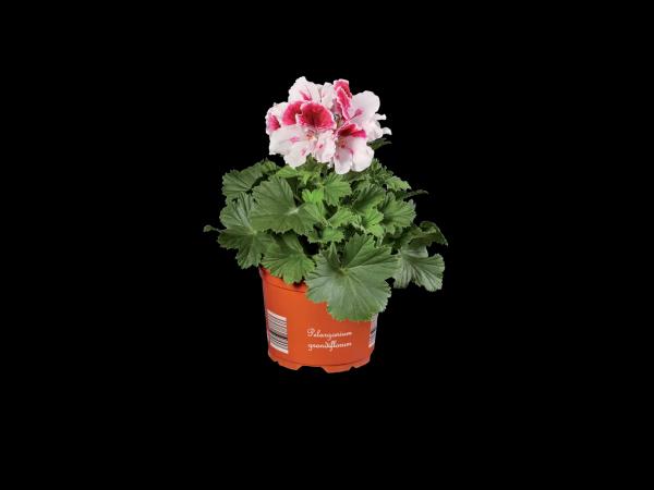 Pelargonie