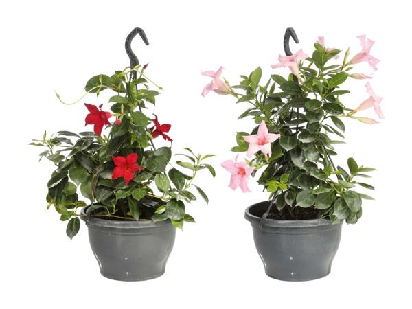 Dipladenia in vaso a sospensione