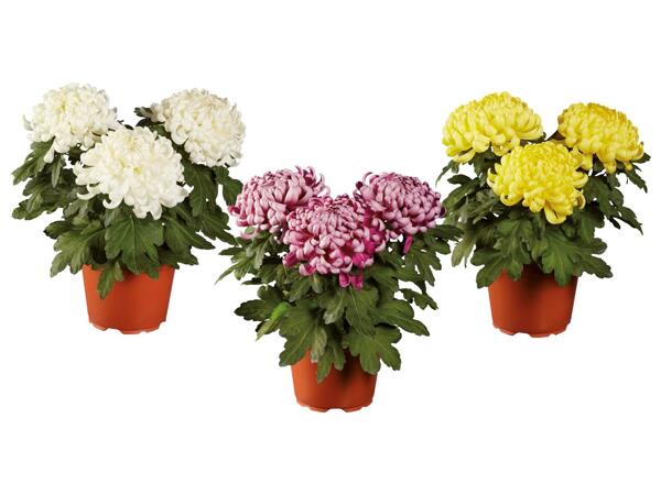 Chrysanthemums
