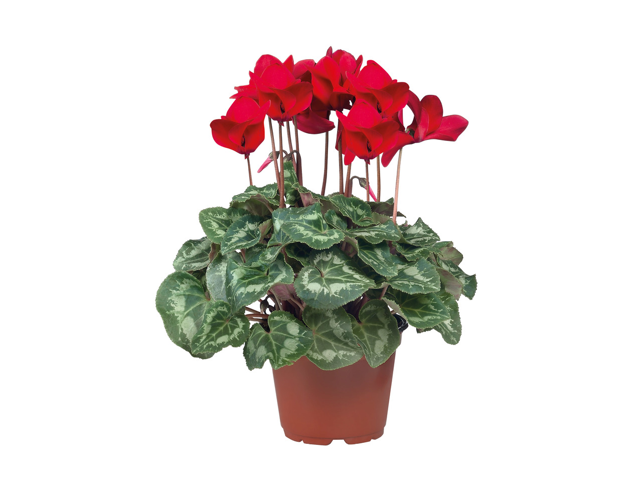 Cyclamen1
