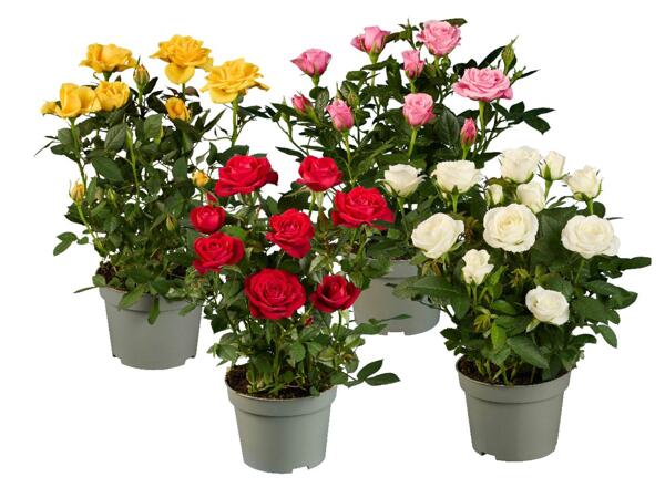 Roses in a pot