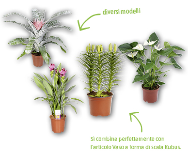 Pianta esotica in fiore