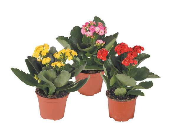 Kalanchoe