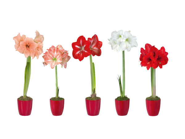 Amaryllis i keramikkruka