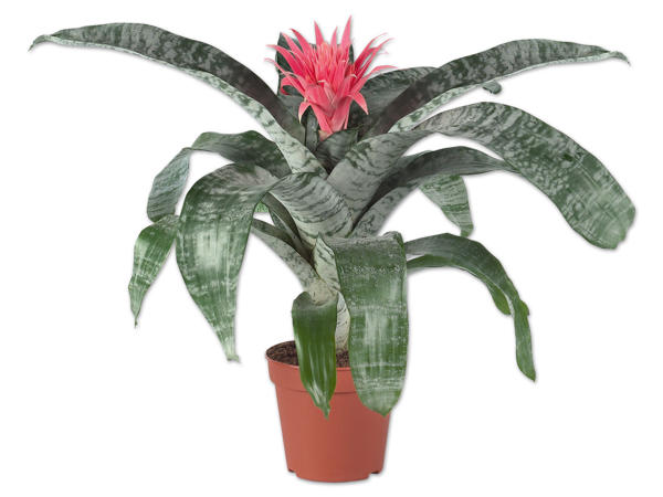 Aechmea