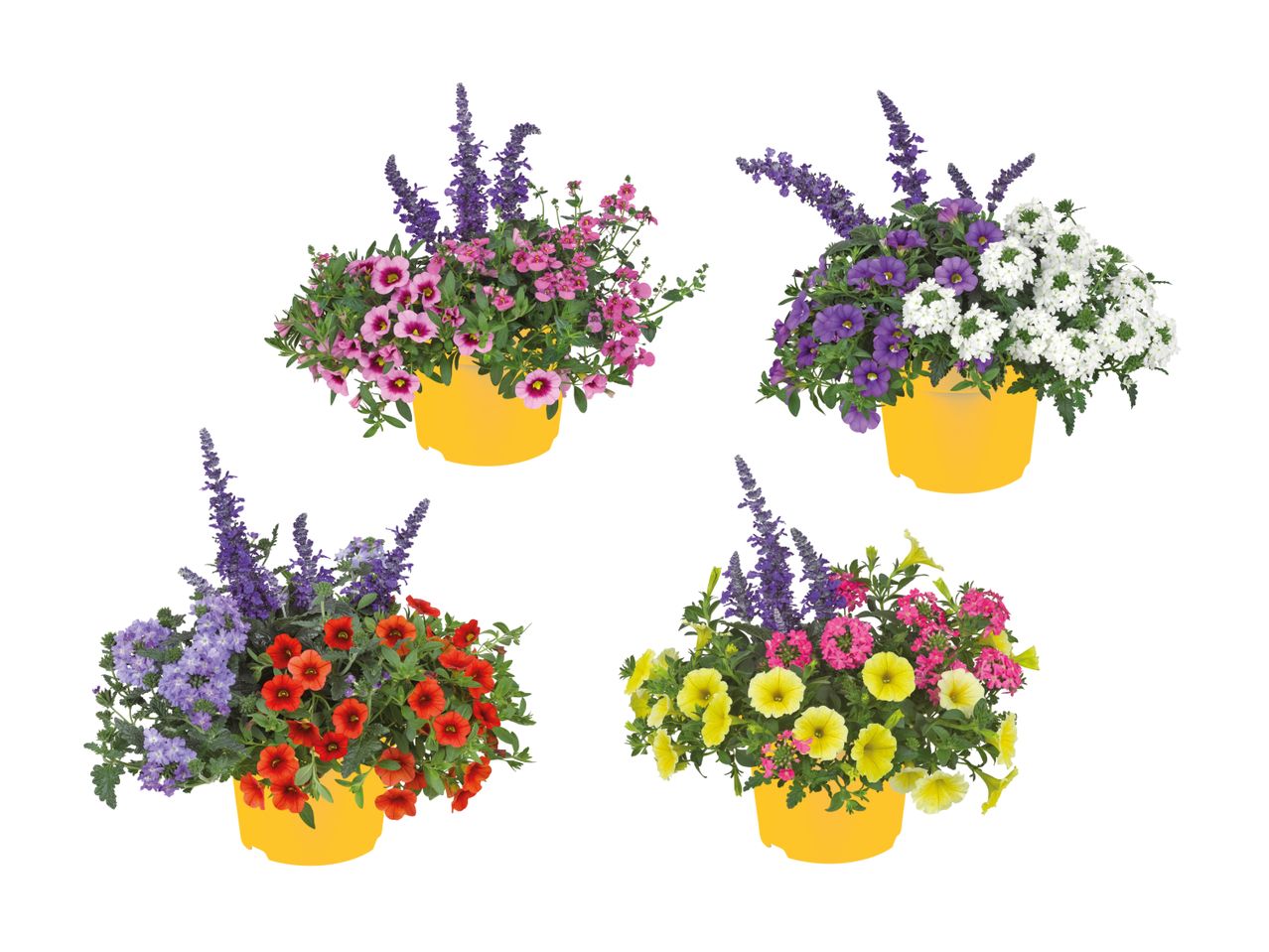 Mélange Salvia Mysty et plantes similaires