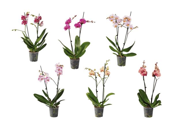 Phalaenopsis 2 tiges