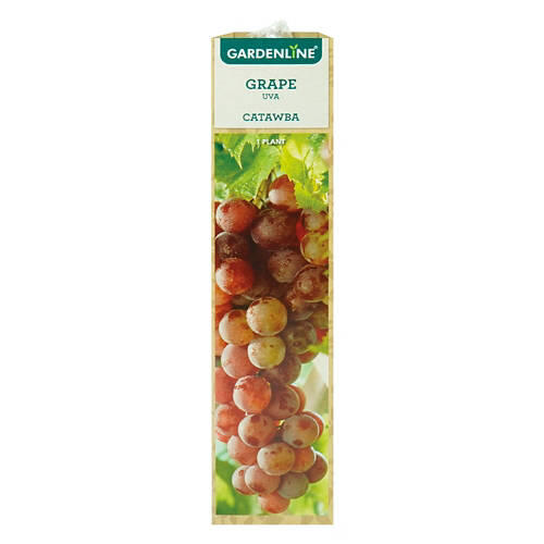 Berry Bush Assorted Varieties