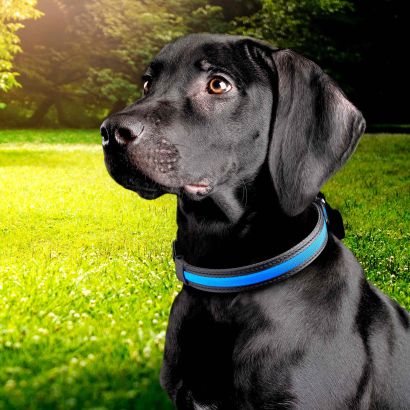 Collier ou tube lumineux pour chiens