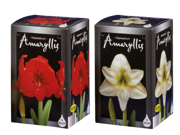 Amarylliszwiebel im Schaukarton