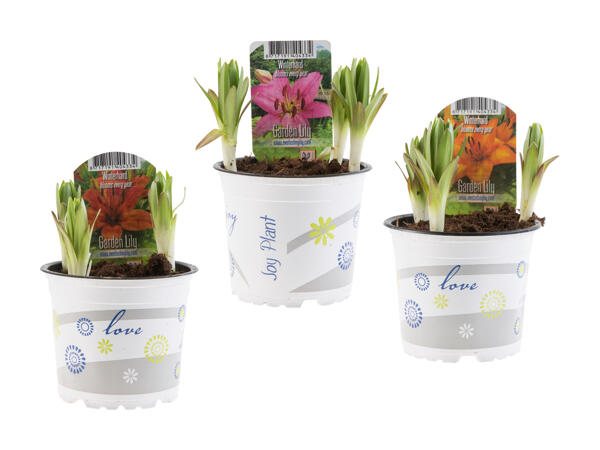 Lys de jardin