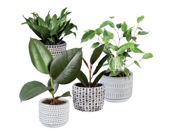 Green plants