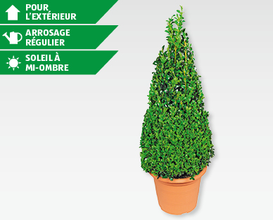 Buis en forme de pyramide