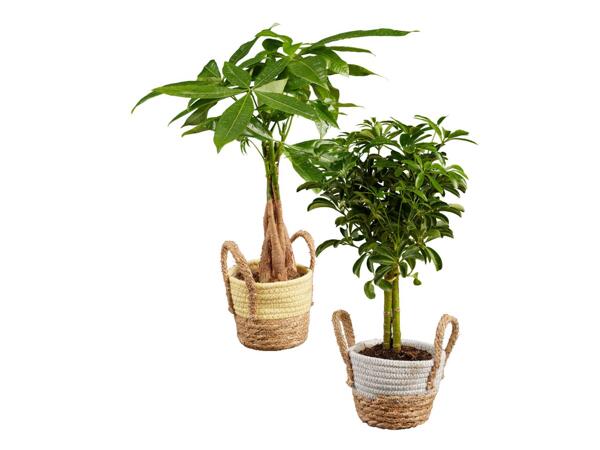 Green plants