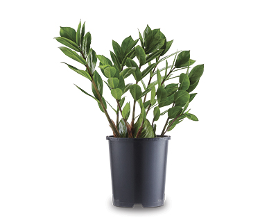 Indoor Foliage 140mm